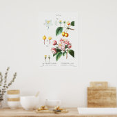 Vintage botanische Illustration Poster (Küche)