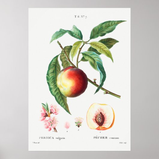 Vintage botanische Illustration Poster (Vorne)