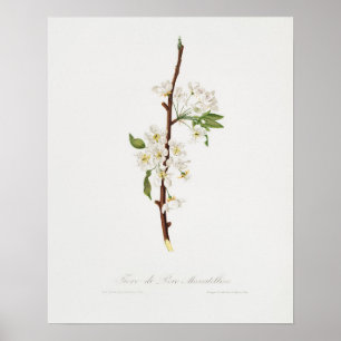 Vintage botanische Illustration Poster