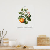 Vintage botanische Illustration Poster (Küche)