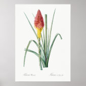 Vintage botanische Illustration Poster (Vorne)