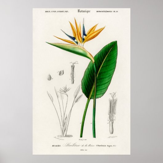 Vintage botanische Illustration Poster (Vorne)