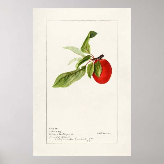Vintage botanische Illustration Poster (Vorne)