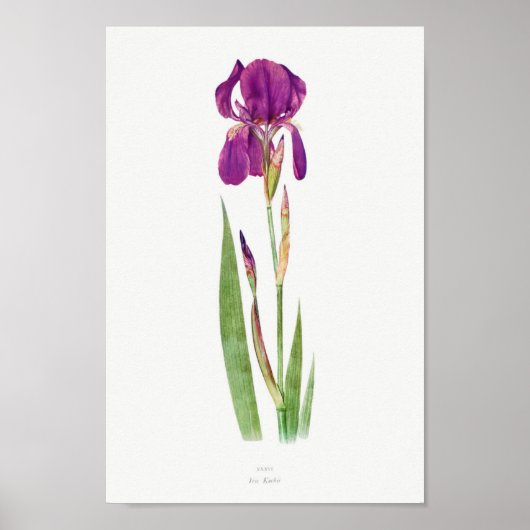 Vintage botanische Illustration Poster (Vorne)