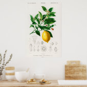 Vintage botanische Illustration Poster (Küche)