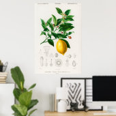 Vintage botanische Illustration Poster (Heimbüro)