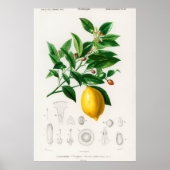 Vintage botanische Illustration Poster (Vorne)