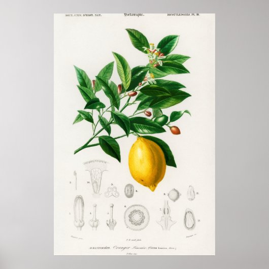 Vintage botanische Illustration Poster (Vorne)