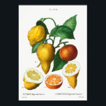 Vintage botanische Illustration Poster<br><div class="desc">Vintage Beschreibung der Pflanze</div>