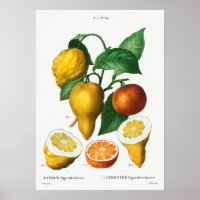 Vintage botanische Illustration