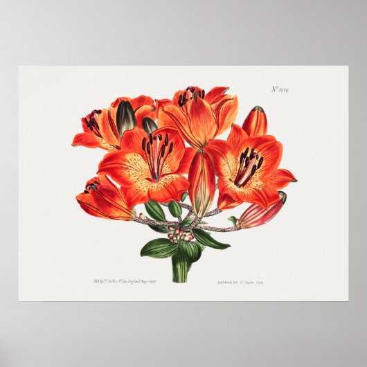 Vintage botanische Illustration Poster (Vorne)