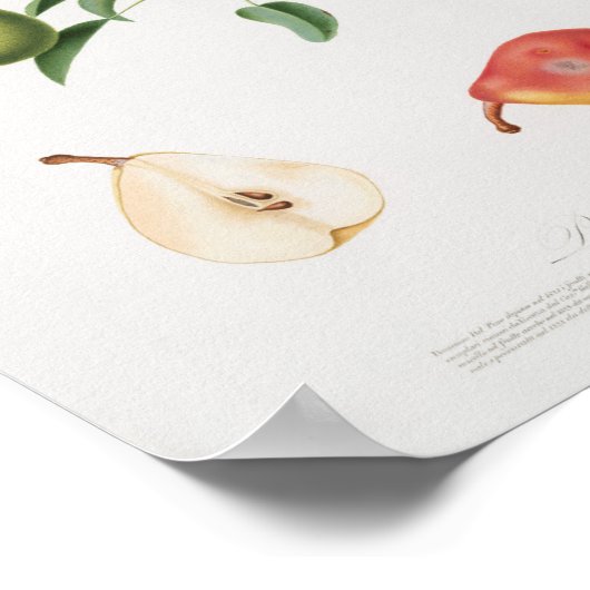 Vintage botanische Illustration Poster (Ecke)