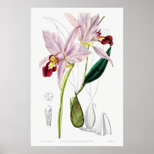 Vintage botanische Illustration Poster (Vorne)
