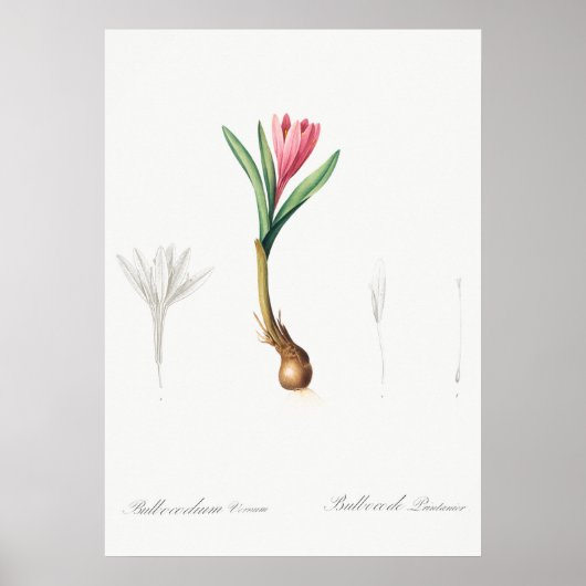 Vintage botanische Illustration Poster (Vorne)