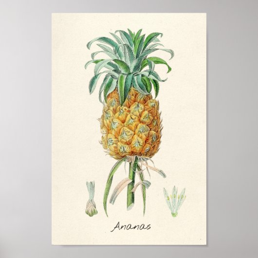 Vintage botanische Illustration Poster (Vorne)