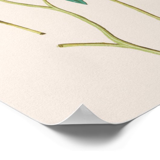 Vintage botanische Illustration Poster (Ecke)