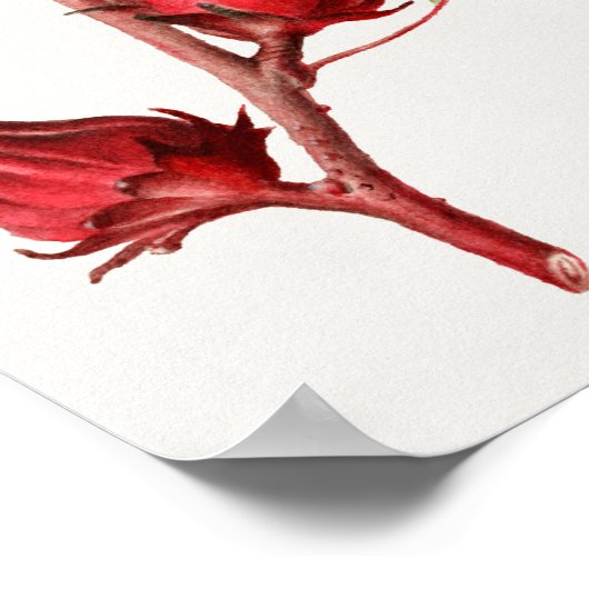 Vintage botanische Illustration Poster (Ecke)