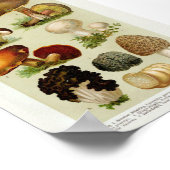 Vintage botanische Illustration Poster (Ecke)