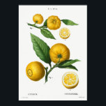 Vintage botanische Illustration Poster<br><div class="desc">Vintage Beschreibung der Pflanze</div>