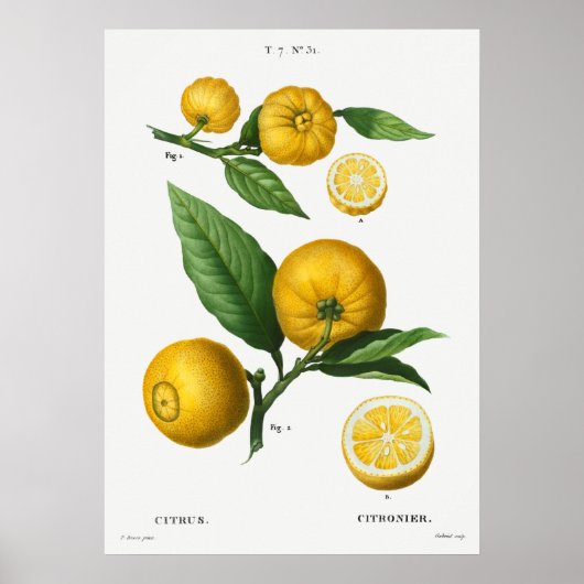 Vintage botanische Illustration Poster (Vorne)