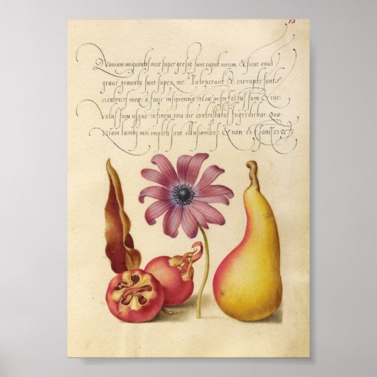 Vintage botanische Illustration Poster (Vorne)