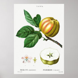 Vintage botanische Illustration Poster