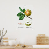Vintage botanische Illustration Poster (Küche)