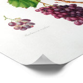 Vintage botanische Illustration Poster (Ecke)