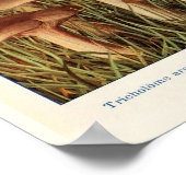 Vintage botanische Illustration Poster (Ecke)