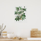 Vintage botanische Illustration Poster (Küche)