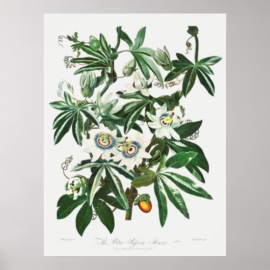 Vintage botanische Illustration Poster (Vorne)