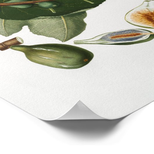 Vintage botanische Illustration Poster (Ecke)