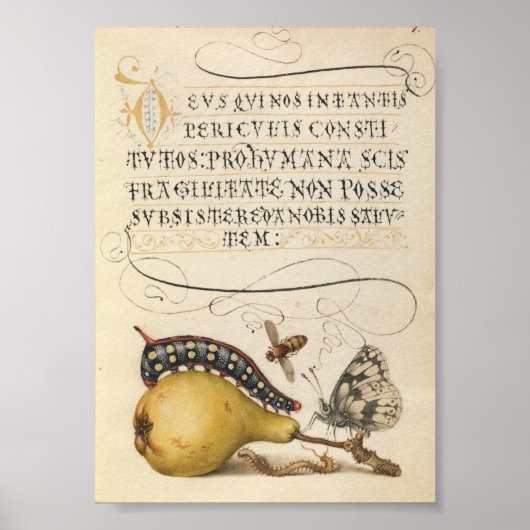 Vintage botanische Illustration Poster (Vorne)