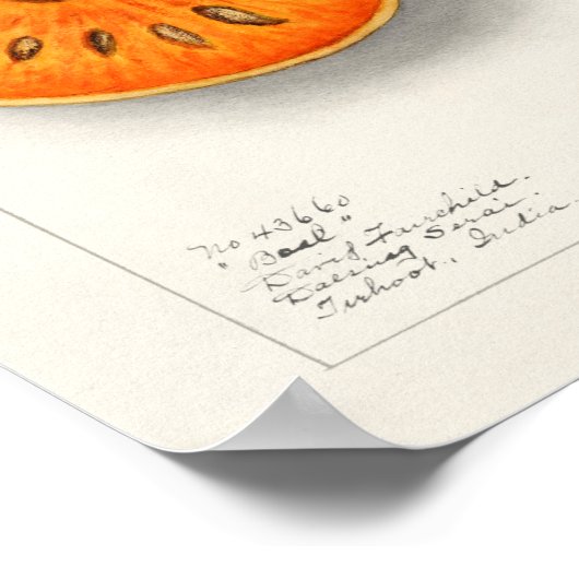 Vintage botanische Illustration Poster (Ecke)