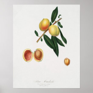Vintage botanische Illustration Poster