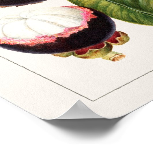 Vintage botanische Illustration Poster (Ecke)