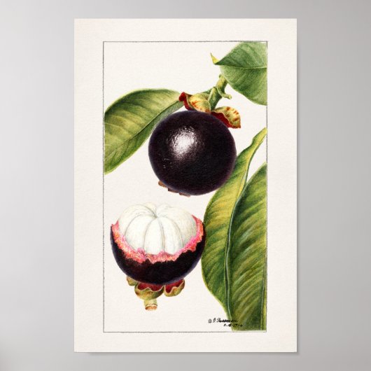 Vintage botanische Illustration Poster (Vorne)