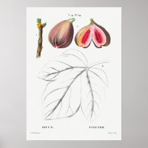 Vintage botanische Illustration Poster
