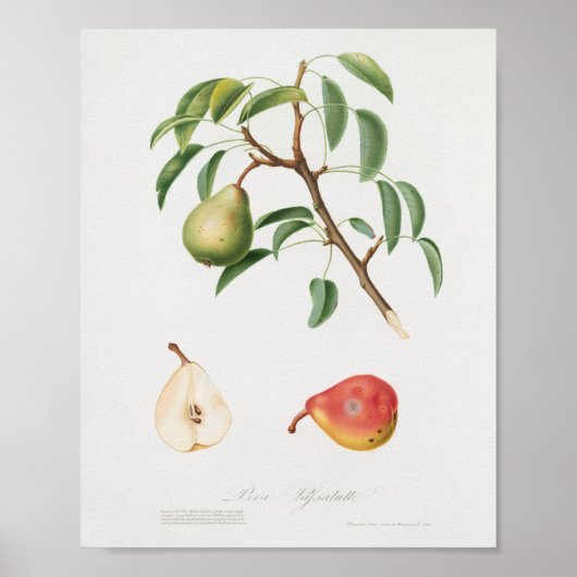 Vintage botanische Illustration Poster (Vorne)