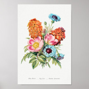 Vintage botanische Illustration Poster
