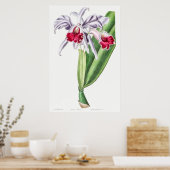 Vintage botanische Illustration Poster (Küche)