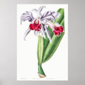 Vintage botanische Illustration Poster (Vorne)