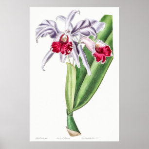Vintage botanische Illustration Poster