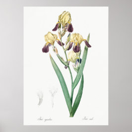 Vintage botanische Illustration Poster