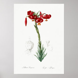 Vintage botanische Illustration Poster