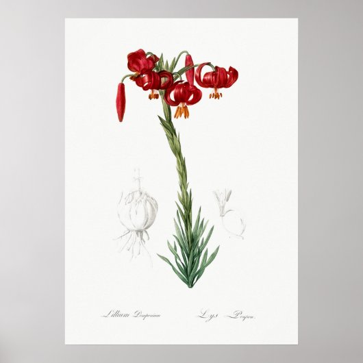 Vintage botanische Illustration Poster (Vorne)