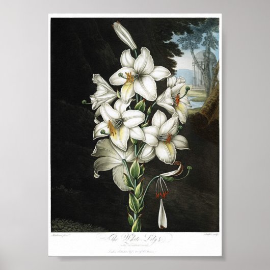 Vintage botanische Illustration Poster (Vorne)