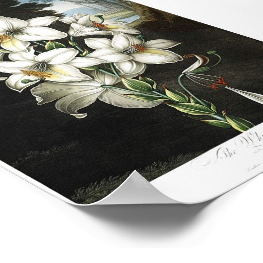 Vintage botanische Illustration Poster (Ecke)