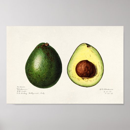 Vintage botanische Illustration Poster (Vorne)