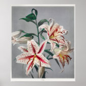 Vintage botanische Illustration Poster (Vorne)